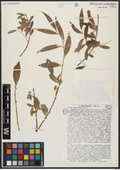 Foto von Salix acmophylla Boiss. x Salix alba L.